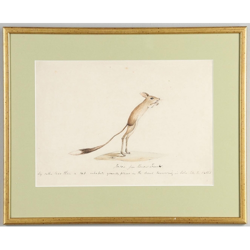 474 - ENGLISH SCHOOL, 18/19TH CENTURY. FENNEC FROM BRUCE'S TRAVELS; JERBOA FROM BRUCE'S TRAVELS. Two, each... 