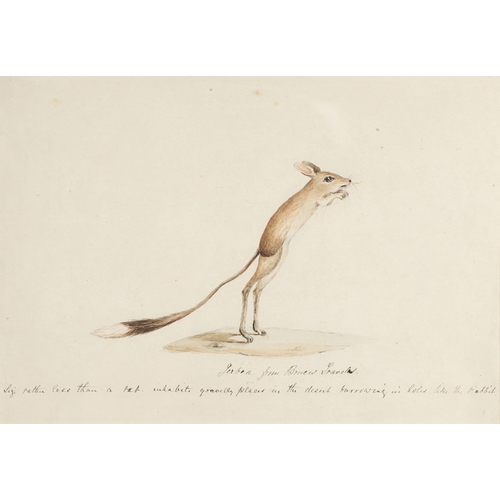 474 - ENGLISH SCHOOL, 18/19TH CENTURY. FENNEC FROM BRUCE'S TRAVELS; JERBOA FROM BRUCE'S TRAVELS. Two, each... 