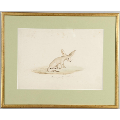 474 - ENGLISH SCHOOL, 18/19TH CENTURY. FENNEC FROM BRUCE'S TRAVELS; JERBOA FROM BRUCE'S TRAVELS. Two, each... 