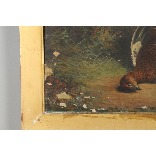 533 - ABEL HOLD (1815-1896). DEAD RED GROUSE. Apparently unsigned, oil on canvas, slip frame
42 x 52cm.  *... 