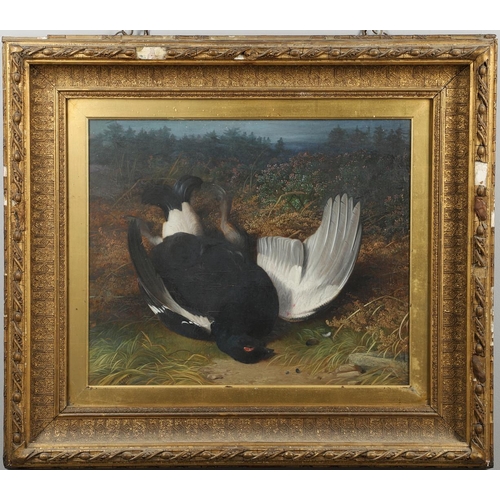 535 - ABEL HOLD (1815-1896). A FALLEN BLACK GROUSE. Signed and dated 78, oil on canvas
48.5 x 58.5cm.  *CR... 