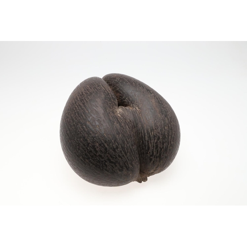 660 - COCO DE MER (LODOICEA). A large Coco De Mer nut, approx 31cms by 28cms at widest point.  *CR  See on... 