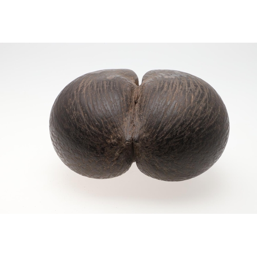 660 - COCO DE MER (LODOICEA). A large Coco De Mer nut, approx 31cms by 28cms at widest point.  *CR  See on... 