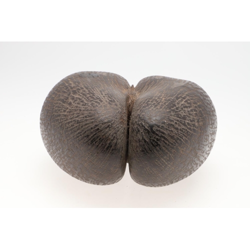 660 - COCO DE MER (LODOICEA). A large Coco De Mer nut, approx 31cms by 28cms at widest point.  *CR  See on... 