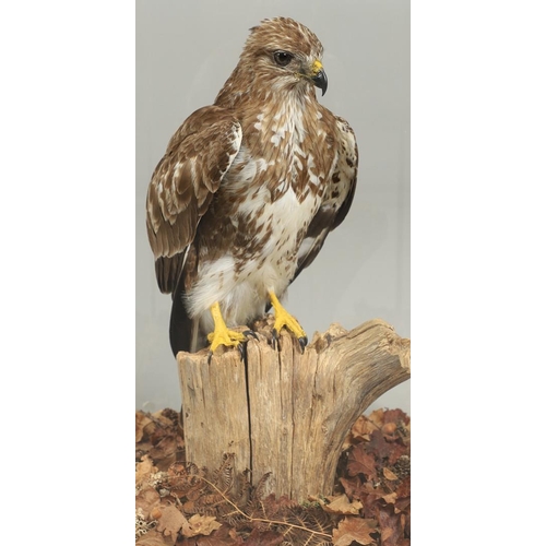 755 - TAXIDERMY - LARGE CASED BUZZARD. A large modern mounted Buzzard, the specimen on a tree stump with l... 