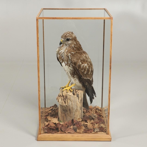 755 - TAXIDERMY - LARGE CASED BUZZARD. A large modern mounted Buzzard, the specimen on a tree stump with l... 