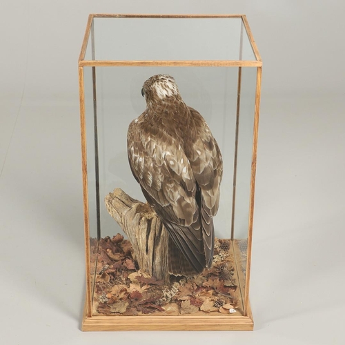 755 - TAXIDERMY - LARGE CASED BUZZARD. A large modern mounted Buzzard, the specimen on a tree stump with l... 