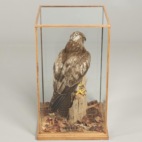 755 - TAXIDERMY - LARGE CASED BUZZARD. A large modern mounted Buzzard, the specimen on a tree stump with l... 