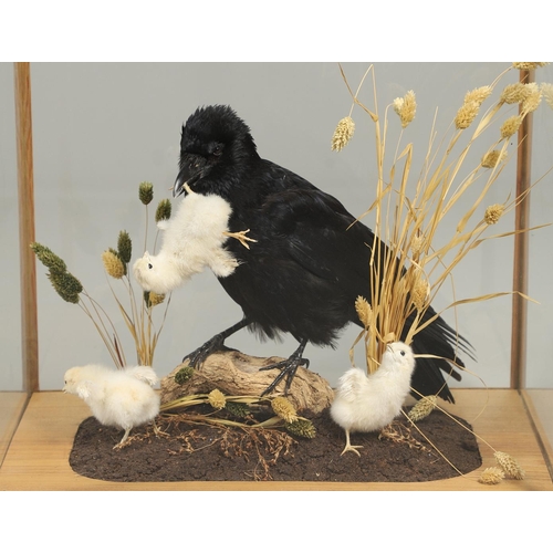 756 - TAXIDERMY - CASED CROW & CHICKS. A modern mounted Crow, with a chick in it's mouth and two other cro... 