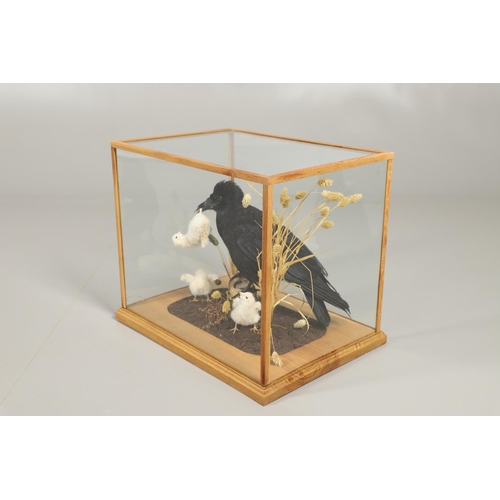 756 - TAXIDERMY - CASED CROW & CHICKS. A modern mounted Crow, with a chick in it's mouth and two other cro... 