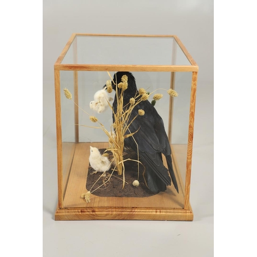 756 - TAXIDERMY - CASED CROW & CHICKS. A modern mounted Crow, with a chick in it's mouth and two other cro... 