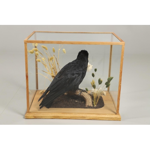 756 - TAXIDERMY - CASED CROW & CHICKS. A modern mounted Crow, with a chick in it's mouth and two other cro... 