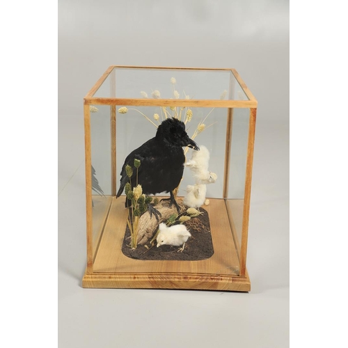 756 - TAXIDERMY - CASED CROW & CHICKS. A modern mounted Crow, with a chick in it's mouth and two other cro... 