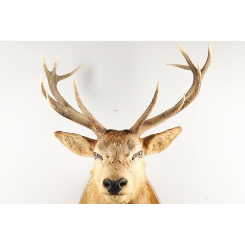 758 - TAXIDERMY - LARGE SCOTTISH STAGS HEAD. A large 13 point Stags head, mounted on an oak shield and wit... 