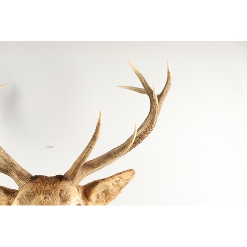 758 - TAXIDERMY - LARGE SCOTTISH STAGS HEAD. A large 13 point Stags head, mounted on an oak shield and wit... 