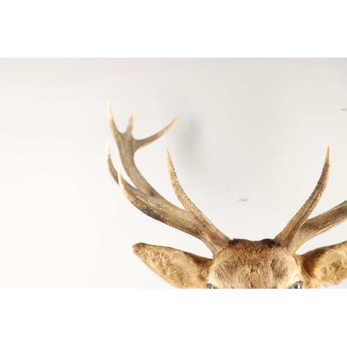 758 - TAXIDERMY - LARGE SCOTTISH STAGS HEAD. A large 13 point Stags head, mounted on an oak shield and wit... 