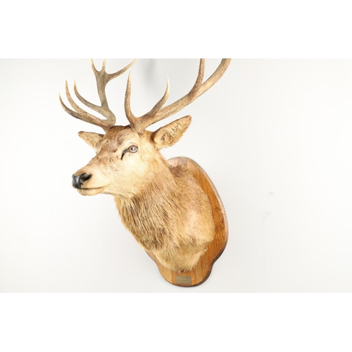 758 - TAXIDERMY - LARGE SCOTTISH STAGS HEAD. A large 13 point Stags head, mounted on an oak shield and wit... 