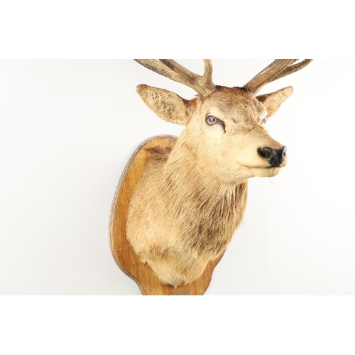 758 - TAXIDERMY - LARGE SCOTTISH STAGS HEAD. A large 13 point Stags head, mounted on an oak shield and wit... 