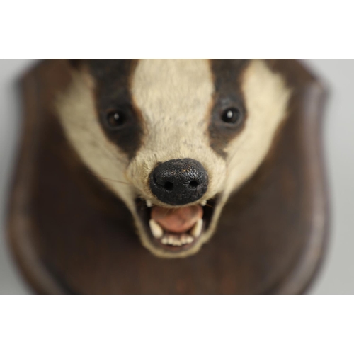 759 - TAXIDERMY - ROWLAND WARD BADGER MASK. A Badger mask mounted on an oak shield, with remains of a pape... 