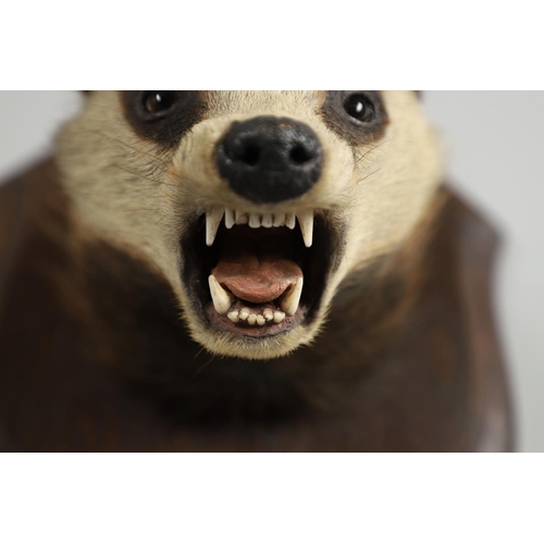 759 - TAXIDERMY - ROWLAND WARD BADGER MASK. A Badger mask mounted on an oak shield, with remains of a pape... 