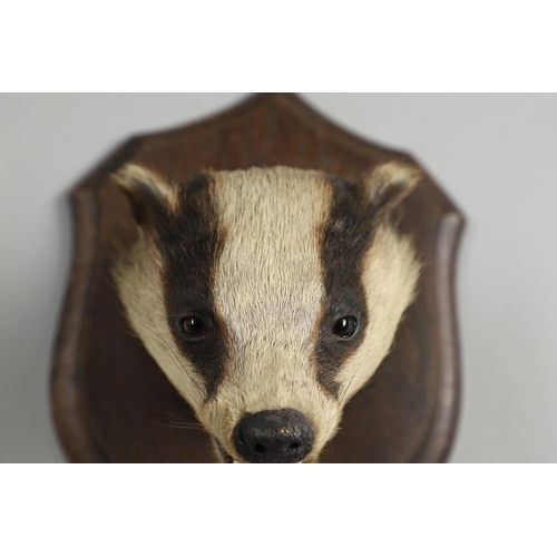 759 - TAXIDERMY - ROWLAND WARD BADGER MASK. A Badger mask mounted on an oak shield, with remains of a pape... 