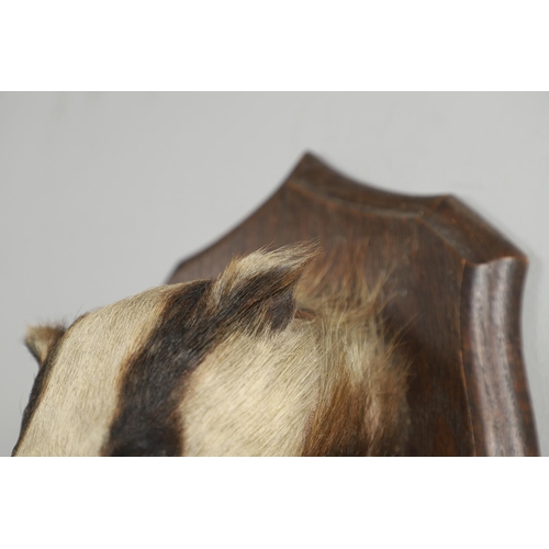 759 - TAXIDERMY - ROWLAND WARD BADGER MASK. A Badger mask mounted on an oak shield, with remains of a pape... 