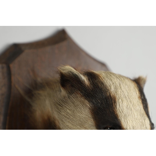 759 - TAXIDERMY - ROWLAND WARD BADGER MASK. A Badger mask mounted on an oak shield, with remains of a pape... 