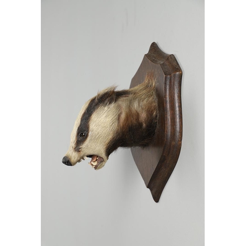 759 - TAXIDERMY - ROWLAND WARD BADGER MASK. A Badger mask mounted on an oak shield, with remains of a pape... 