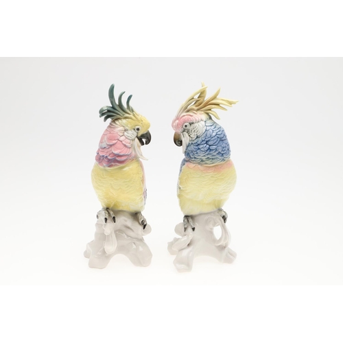 868 - TWO KARL ENS GERMAN PORCELAIN PARROTS. Two porcelain models of crested Parrots, each perched on a tr... 