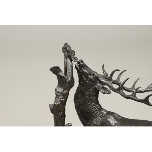 1168 - A COALBROOKDALE BRONZE OF A STAG. late 19th/ early 20th century, the stag naturalistically modelled ... 