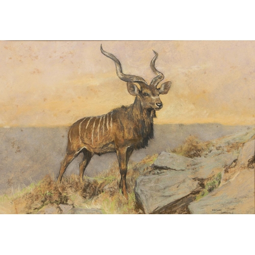 332 - ARTHUR WARDLE (1864-1949). KUDU ON A CRAG. Signed, coloured pastels
26 x 38.5cm.