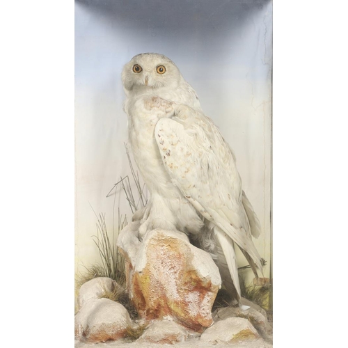 552 - TAXIDERMY - CASED SNOWY OWL (BUBO SCANDIACUS), G WHITE OF SALISBURY. A wonderful full mounted Snowy ... 