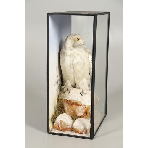 552 - TAXIDERMY - CASED SNOWY OWL (BUBO SCANDIACUS), G WHITE OF SALISBURY. A wonderful full mounted Snowy ... 