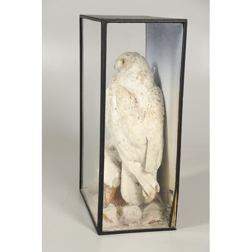 552 - TAXIDERMY - CASED SNOWY OWL (BUBO SCANDIACUS), G WHITE OF SALISBURY. A wonderful full mounted Snowy ... 