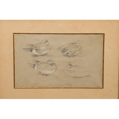 361 - GEORGE EDWARD LODGE (1860-1954). PARTRIDGE; GOLDEN PLOVER. (d) Two, each signed with initials, water... 