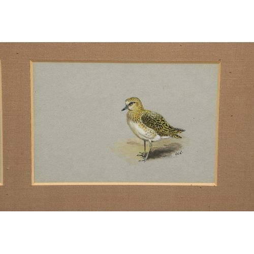 361 - GEORGE EDWARD LODGE (1860-1954). PARTRIDGE; GOLDEN PLOVER. (d) Two, each signed with initials, water... 