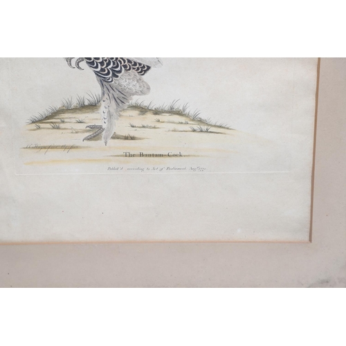 279 - WILLIAM HAYES (1729-1799). PHEASANT; BULLFINCHES. Two, etchings with hand colouring, each signed, ti... 