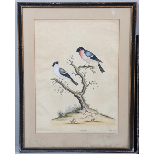 279 - WILLIAM HAYES (1729-1799). PHEASANT; BULLFINCHES. Two, etchings with hand colouring, each signed, ti... 