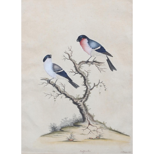 279 - WILLIAM HAYES (1729-1799). PHEASANT; BULLFINCHES. Two, etchings with hand colouring, each signed, ti... 