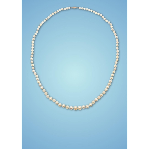 851 - A SINGLE ROW GRADUATED NATURAL PEARL NECKLACE. the ninety five pearls graduate to a gold lozenge-sha... 