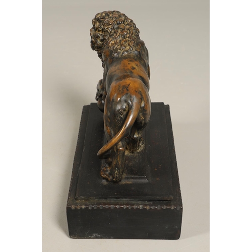 882 - A GRAND TOUR BRONZE OF THE MEDICI LION. 18th/19th century, well worn brown patina, upon later ebonis... 