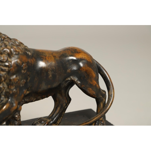 882 - A GRAND TOUR BRONZE OF THE MEDICI LION. 18th/19th century, well worn brown patina, upon later ebonis... 
