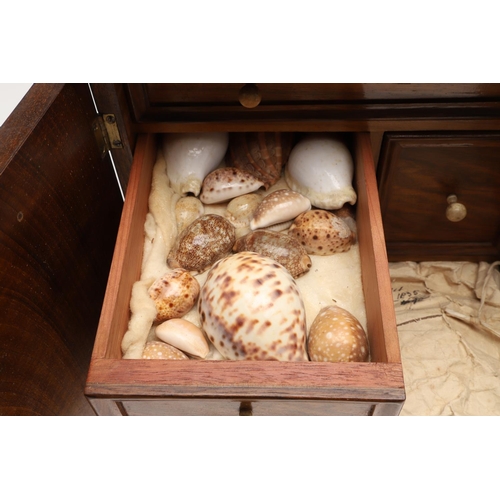 890 - A 19TH CENTURY WALNUT TABLE TOP COLLECTOR'S CABINET. the doors with brass sliding locks enclosing ni... 