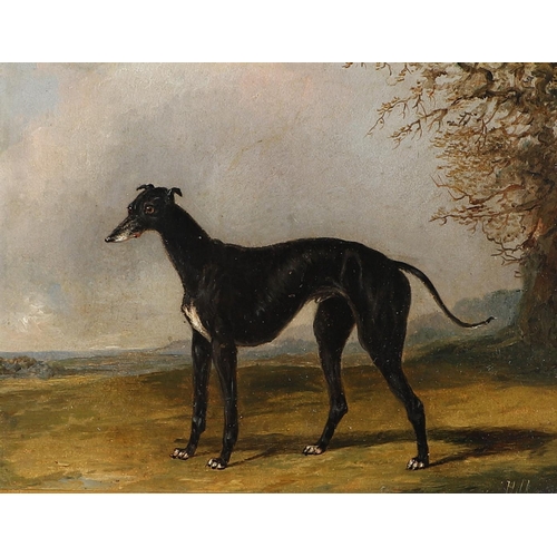 320 - HENRY THOMAS ALKEN (1785-1851). `MANIAC`, A BLACK GREYHOUND. Bears initials `H A`, oil on board 16.5... 