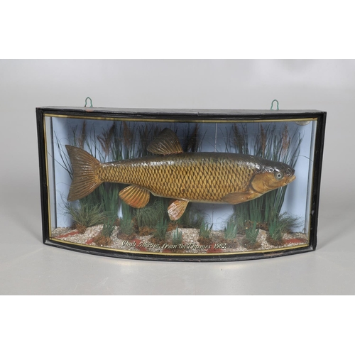 526 - BOW FRONT CASED FISH - F W ANSTISS, 1902. An early 20thc bow front glazed and wooden case, containin... 