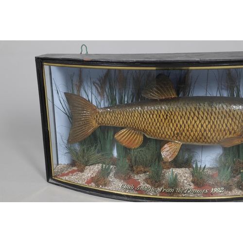 526 - BOW FRONT CASED FISH - F W ANSTISS, 1902. An early 20thc bow front glazed and wooden case, containin... 