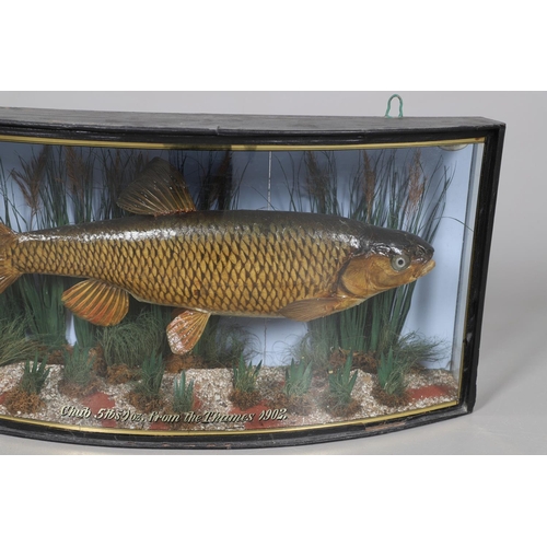 526 - BOW FRONT CASED FISH - F W ANSTISS, 1902. An early 20thc bow front glazed and wooden case, containin... 