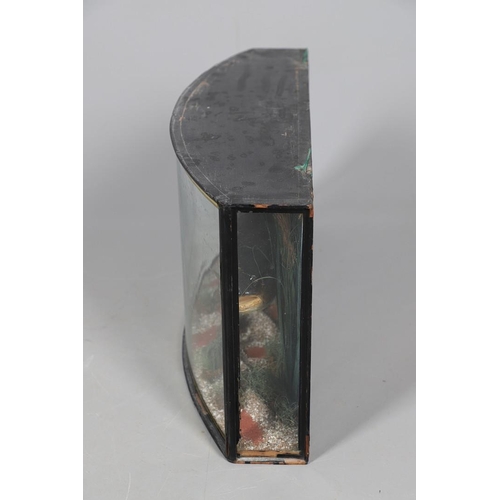 526 - BOW FRONT CASED FISH - F W ANSTISS, 1902. An early 20thc bow front glazed and wooden case, containin... 