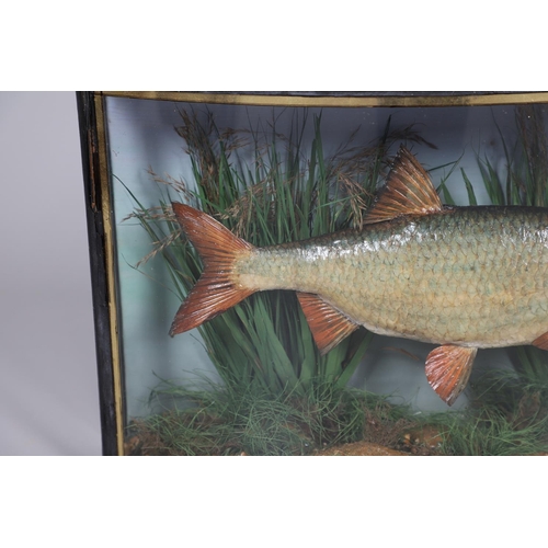 532 - ANTIQUE CASED FISH - GAMAGE OF LONDON. A preserved Roach, set in a naturalistic setting and in a bow... 