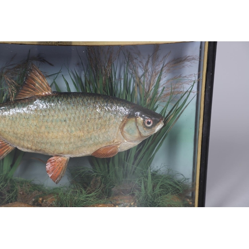 532 - ANTIQUE CASED FISH - GAMAGE OF LONDON. A preserved Roach, set in a naturalistic setting and in a bow... 